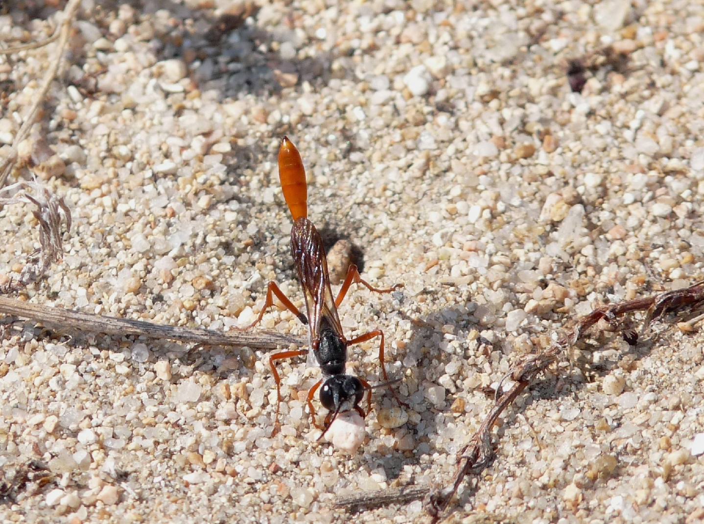 Ammophila heydeni rubriventris che lavora alla tana